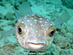 Yellow spotted burry by Cigdem Cooper 